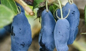 Жимолость съедобная "Мамонтенок"