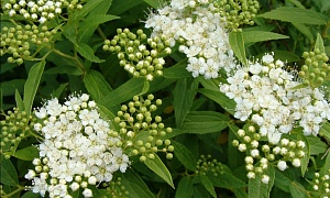 Спирея японская "Альбифлора"