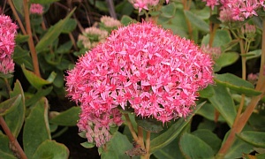 Седум видный "Carl" (Карл)