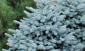 Ель колючая "Супер Блю Сидлинг" Ель колючая "Супер Блю Сидлинг"