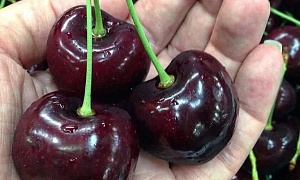 Черешня "Крупноплодная" (Темно-алая)