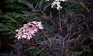 Бузина черная "Блэк Лэйс"