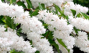 Дейция шершавая (Deutzia scabra)