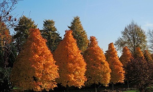 Клен остролистный "Тинесс Пос"