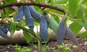 Жимолость съедобная "Ленинградский великан"