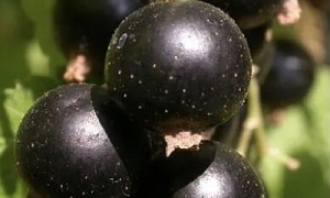 Смородина черная  "Бинар"