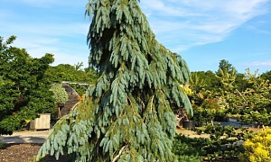 Ель энгельмана "Буш Лейс" (engelmannii Bush’s Lace)