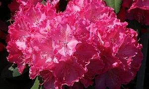 Рододендрон гибридный "Германия" (Germania)