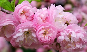 Миндаль "Веснянка" 